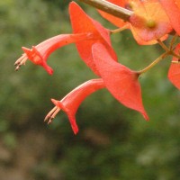 Holmskioldia sanguinea Retz.